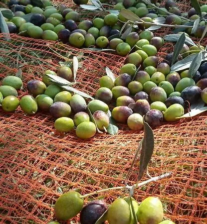 Domus Antiqua Bed & Breakfast 3*