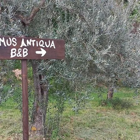 Domus Antiqua לינה וארוחת בוקר 3*