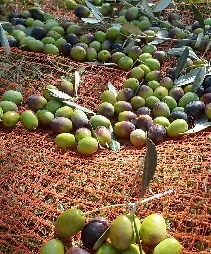 Domus Antiqua Nocleg ze śniadaniem 3*